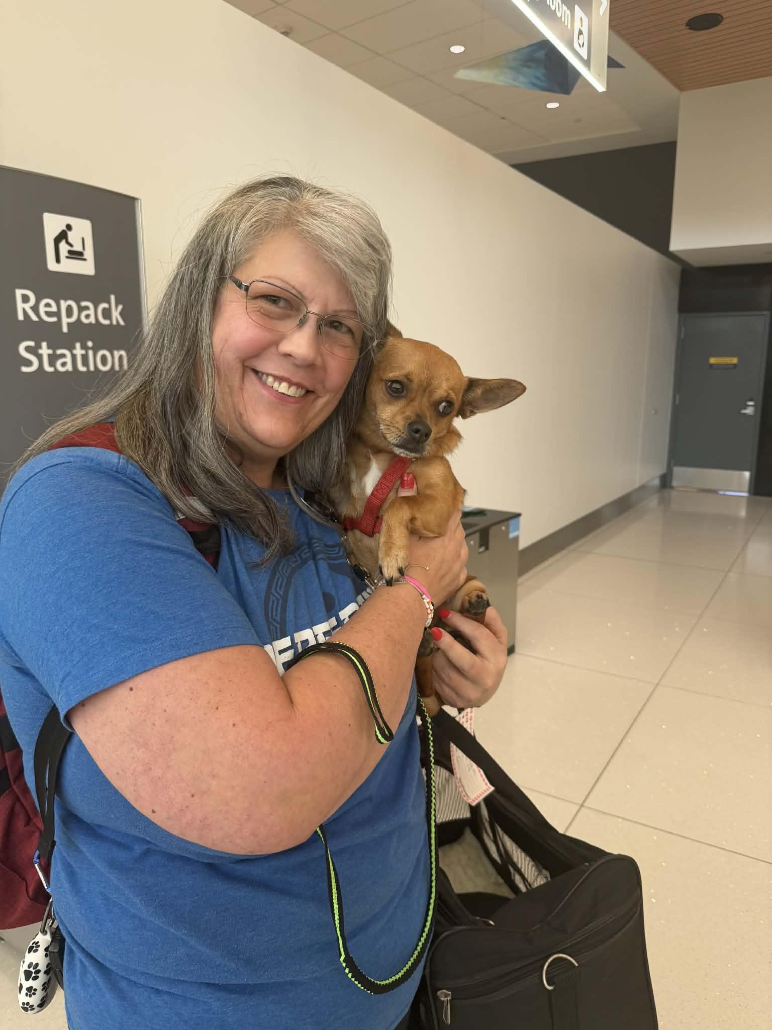 Rusty *bonded pair* with Maddie, ADOPTABLE, Young Male Chihuahua.
