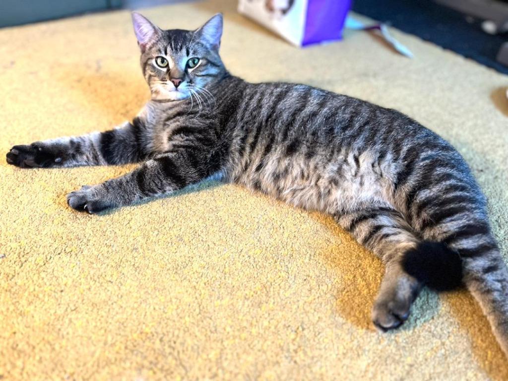 Pepper, Adoptable, Adult Male Domestic Short Hair.