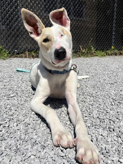 Caico, Adoptable, Puppy Male Terrier & Mixed Breed.