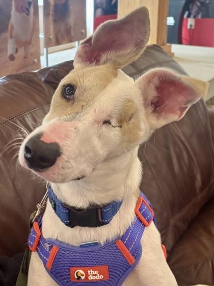 Caico, Adoptable, Puppy Male Terrier & Mixed Breed.