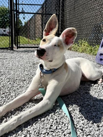 Caico, a Adoptable mixed breed in Cincinnati, OH image 2/3