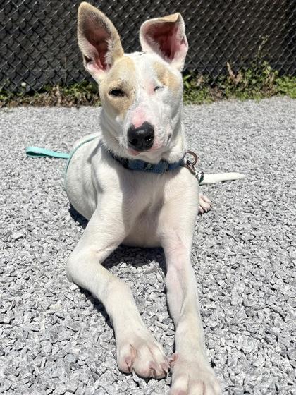 Caico, a Adoptable mixed breed in Cincinnati, OH image 3/3