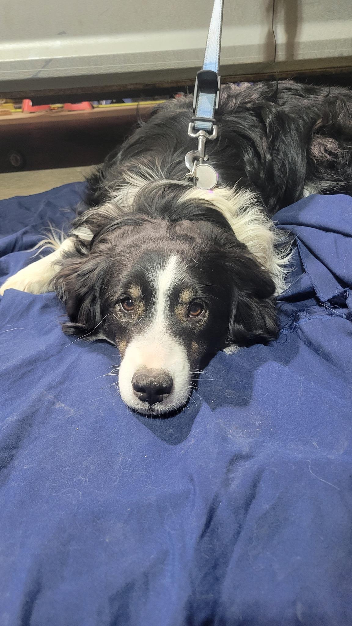 Arthur, ADOPTABLE, Adult Male Australian Shepherd.