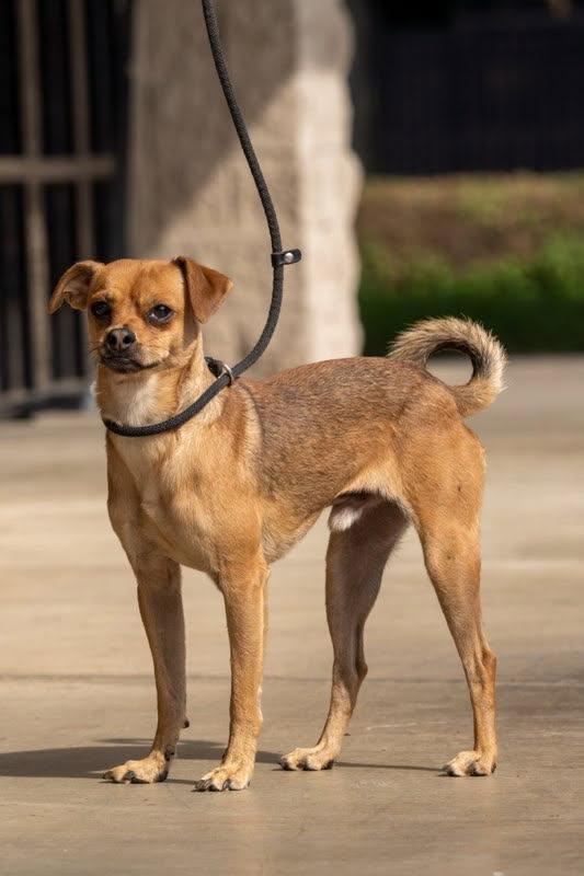 Jimbo, Adoptable, Adult Male Pug & Chihuahua.