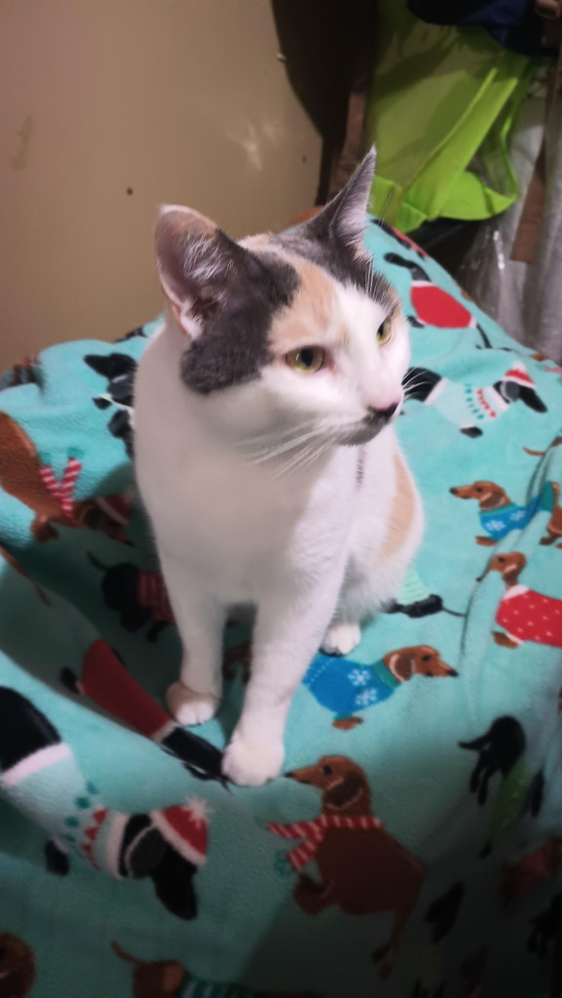 Lauren, adopted, Adult Female Domestic Short Hair.