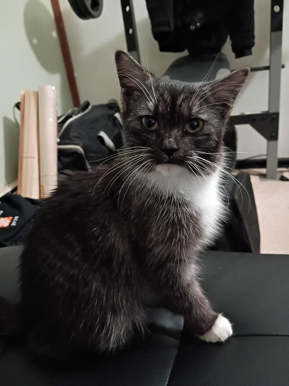 Ribbons , ADOPTABLE, Kitten Female Tuxedo & Domestic Short Hair.