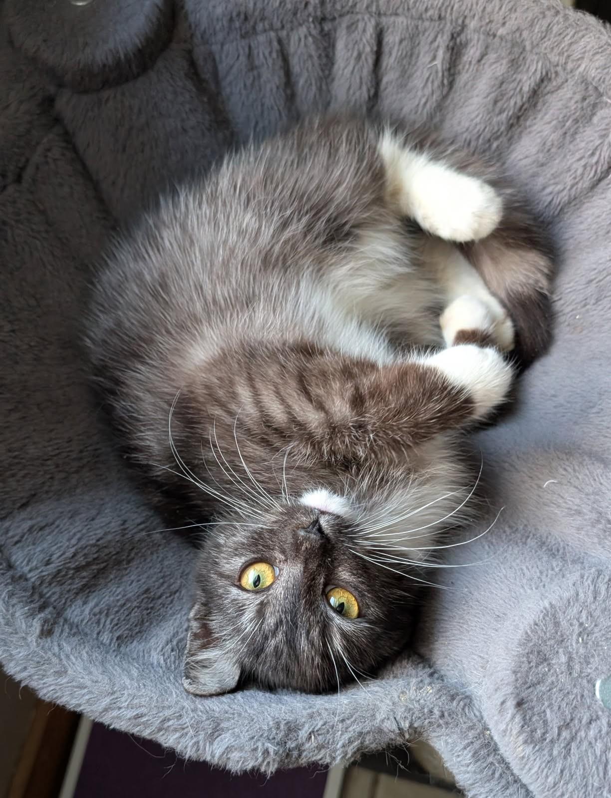 Enlarge Ribbons   (Bonded to Gucci), an adoptable mixed breed in Ypsilanti, MI image 5/6