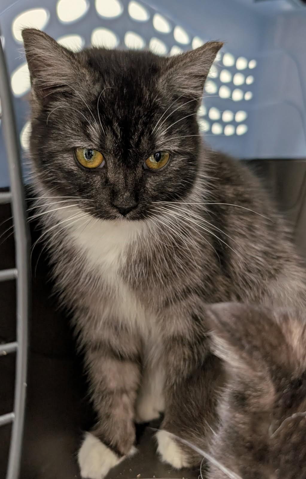 Enlarge Ribbons , a ADOPTABLE mixed breed in Ypsilanti, MI image 3/5