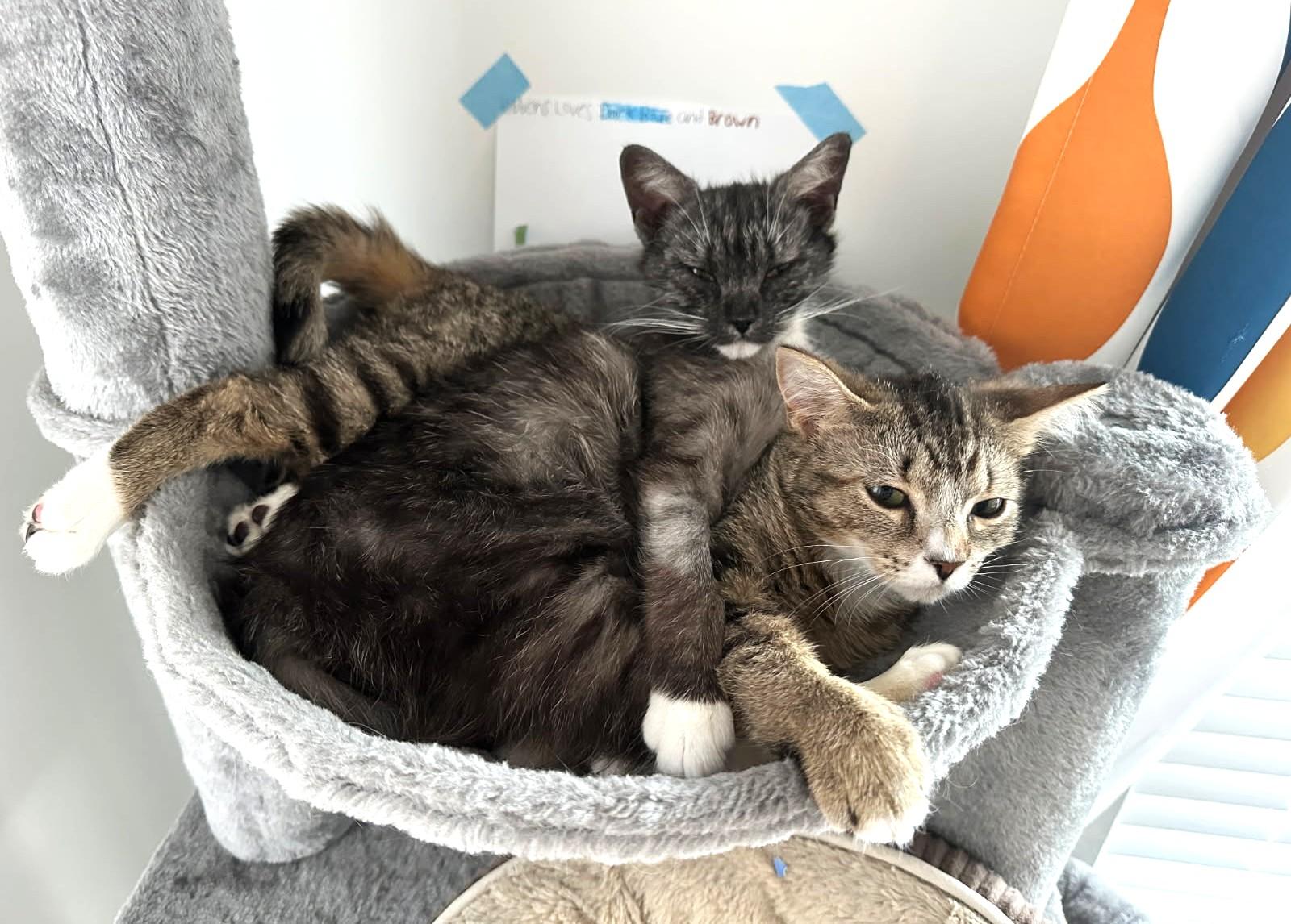 Enlarge Ribbons   (Bonded to Gucci), an adoptable mixed breed in Ypsilanti, MI image 2/6