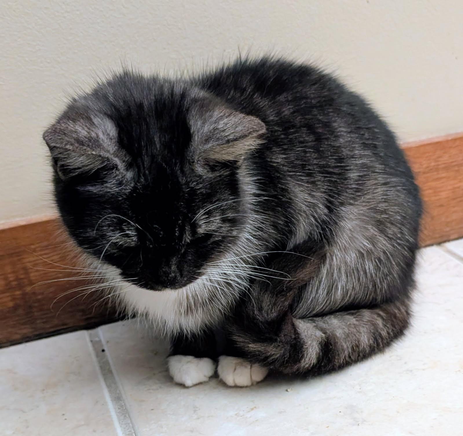 Enlarge Ribbons , a ADOPTABLE mixed breed in Ypsilanti, MI image 5/5