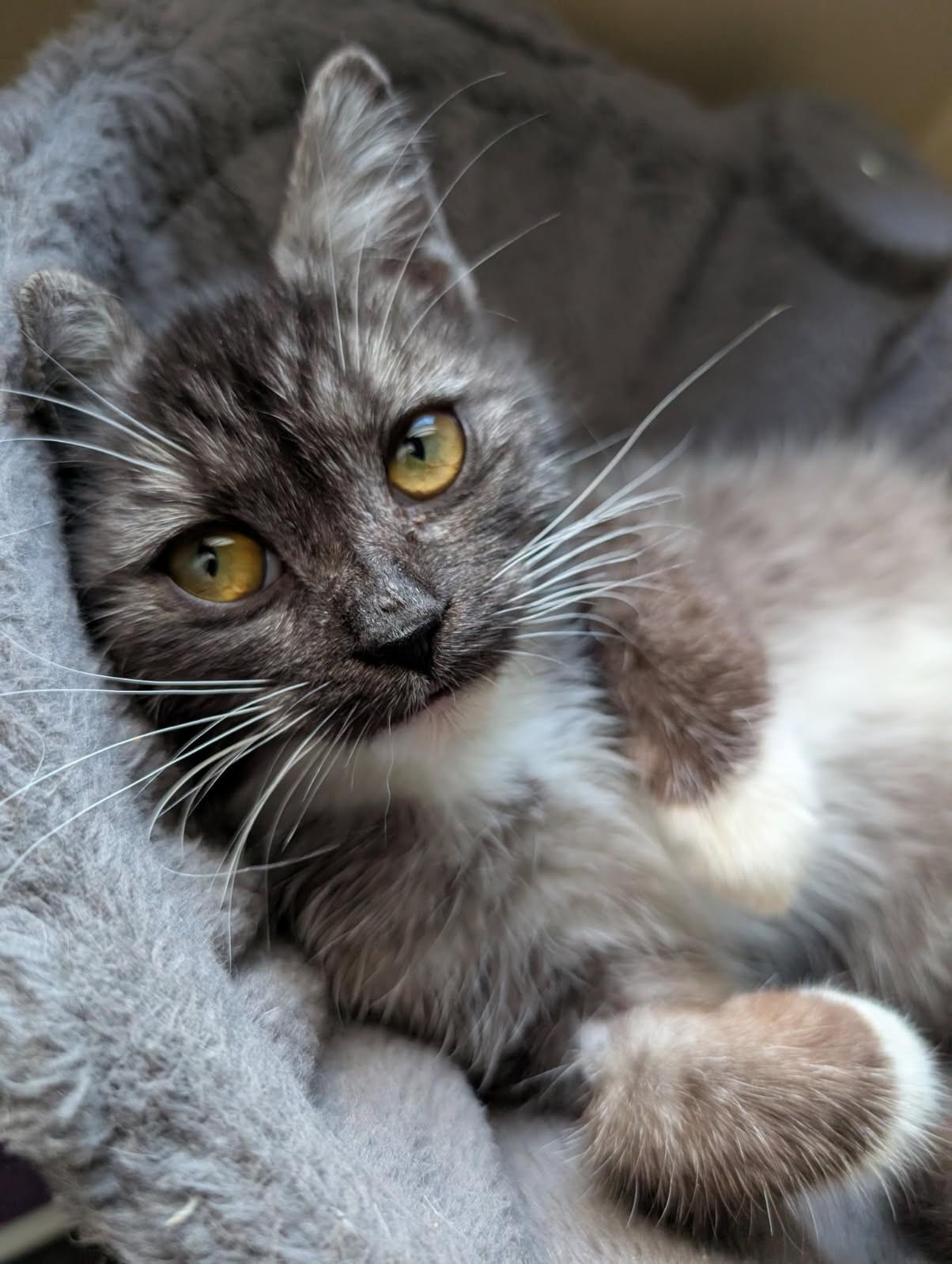 Ribbons , ADOPTABLE, Kitten Female Tuxedo & Domestic Short Hair.