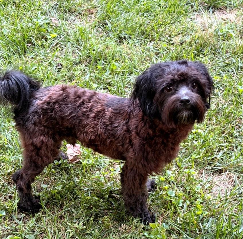 Enlarge Male Small Dogs, a Adoptable mixed breed in Clarksburg, MD image 5/6