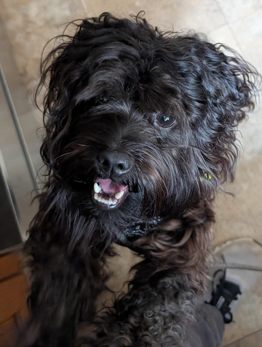 Enlarge Male Small Dogs, a Adoptable mixed breed in Clarksburg, MD image 6/6