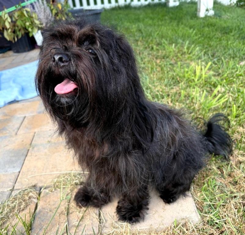 Enlarge Male Small Dogs, a Adoptable mixed breed in Clarksburg, MD image 3/6