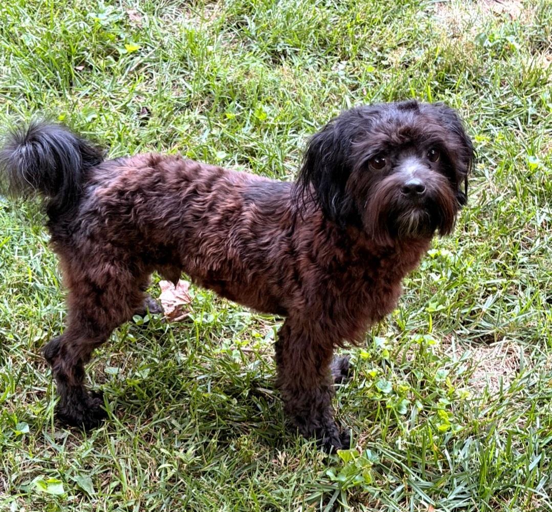 Enlarge Male Small Dogs, a Adoptable mixed breed in Clarksburg, MD image 2/6