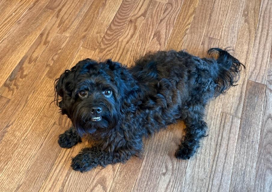 Male Small Dogs, Adoptable, Young Male Havanese.