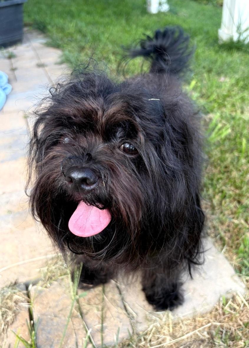 Enlarge Male Small Dogs, a Adoptable mixed breed in Clarksburg, MD image 4/6