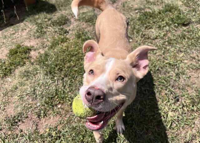 Enlarge LEAH, a Adoptable mixed breed in Colorado Springs, CO image 1/1