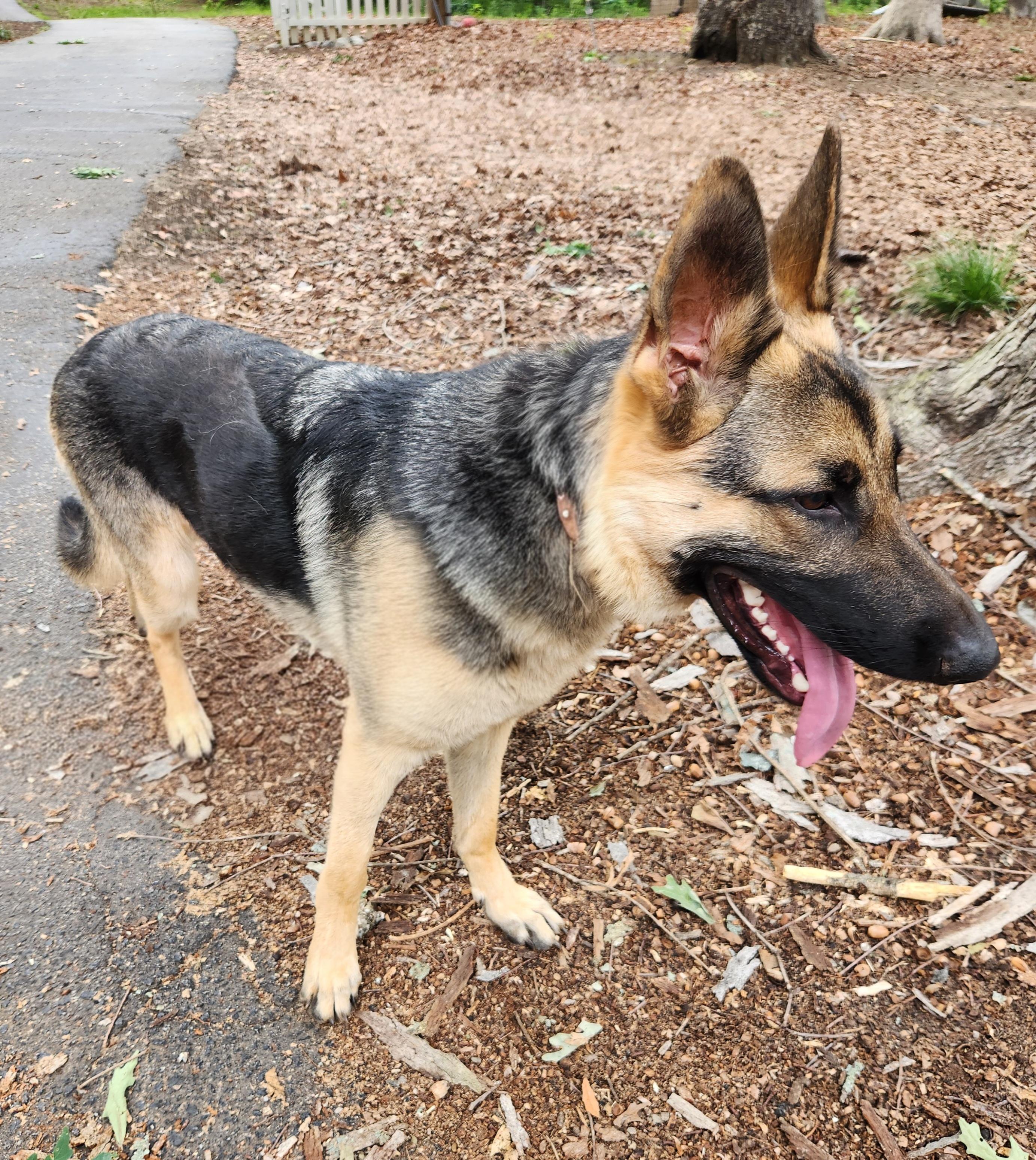 Enlarge Harley, an adopted German Shepherd Dog in Pelzer, SC image 2/5