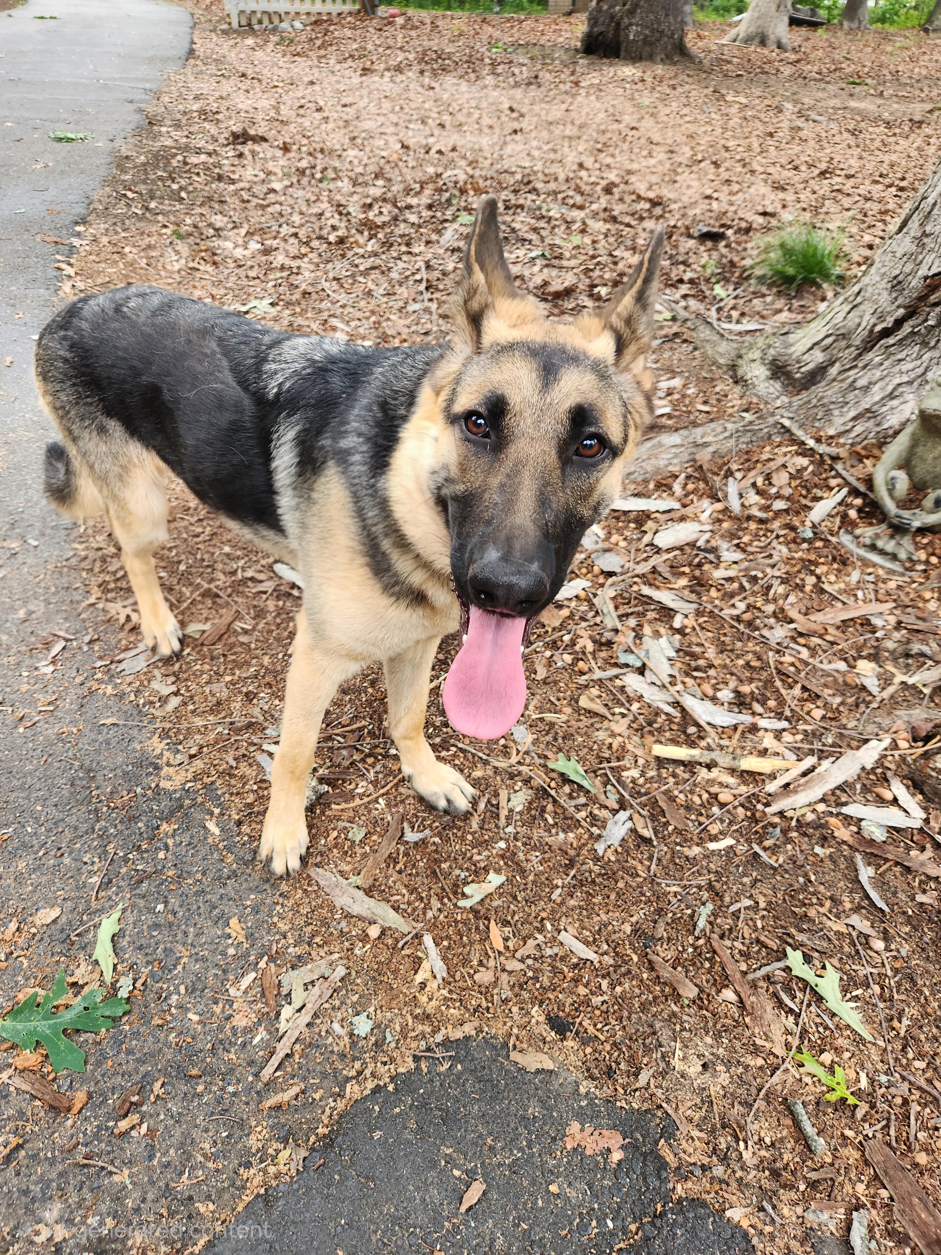 Enlarge Harley, an adopted German Shepherd Dog in Pelzer, SC image 3/5