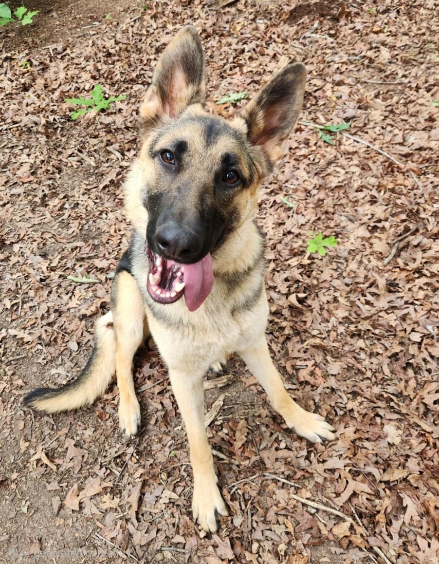 Enlarge Harley, an adopted German Shepherd Dog in Pelzer, SC image 5/5