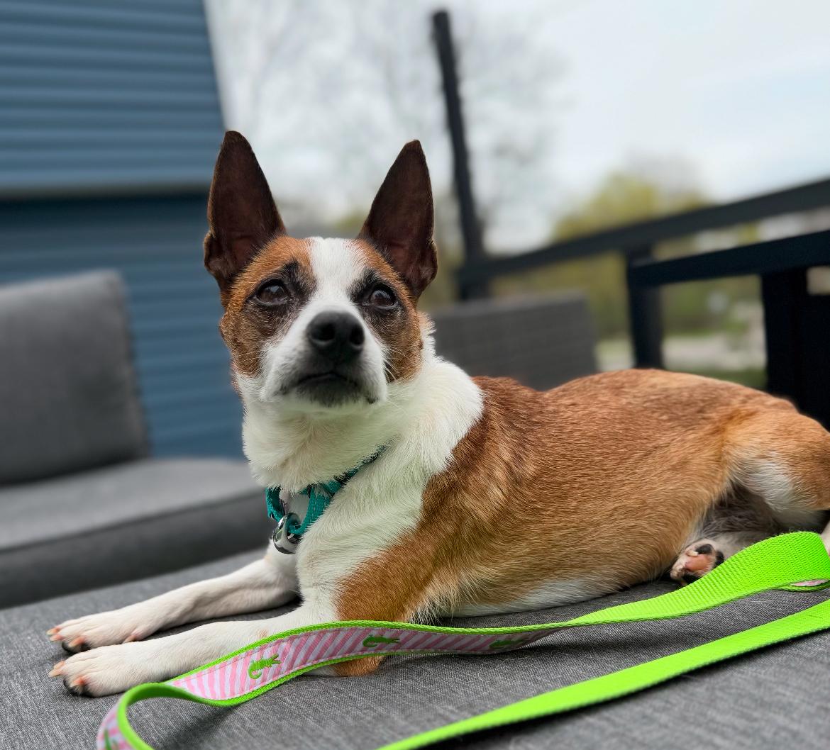 Bozo, a ADOPTABLE mixed breed in West Falls, NY image 2/3