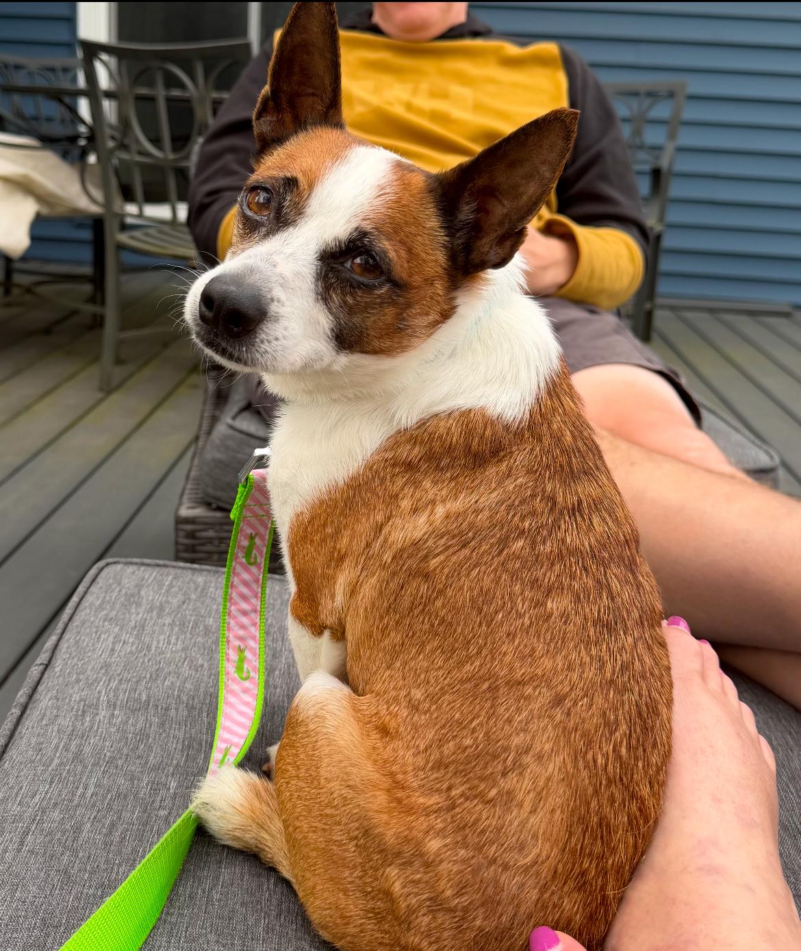 Bozo, ADOPTABLE, Adult Male Chihuahua & Corgi.