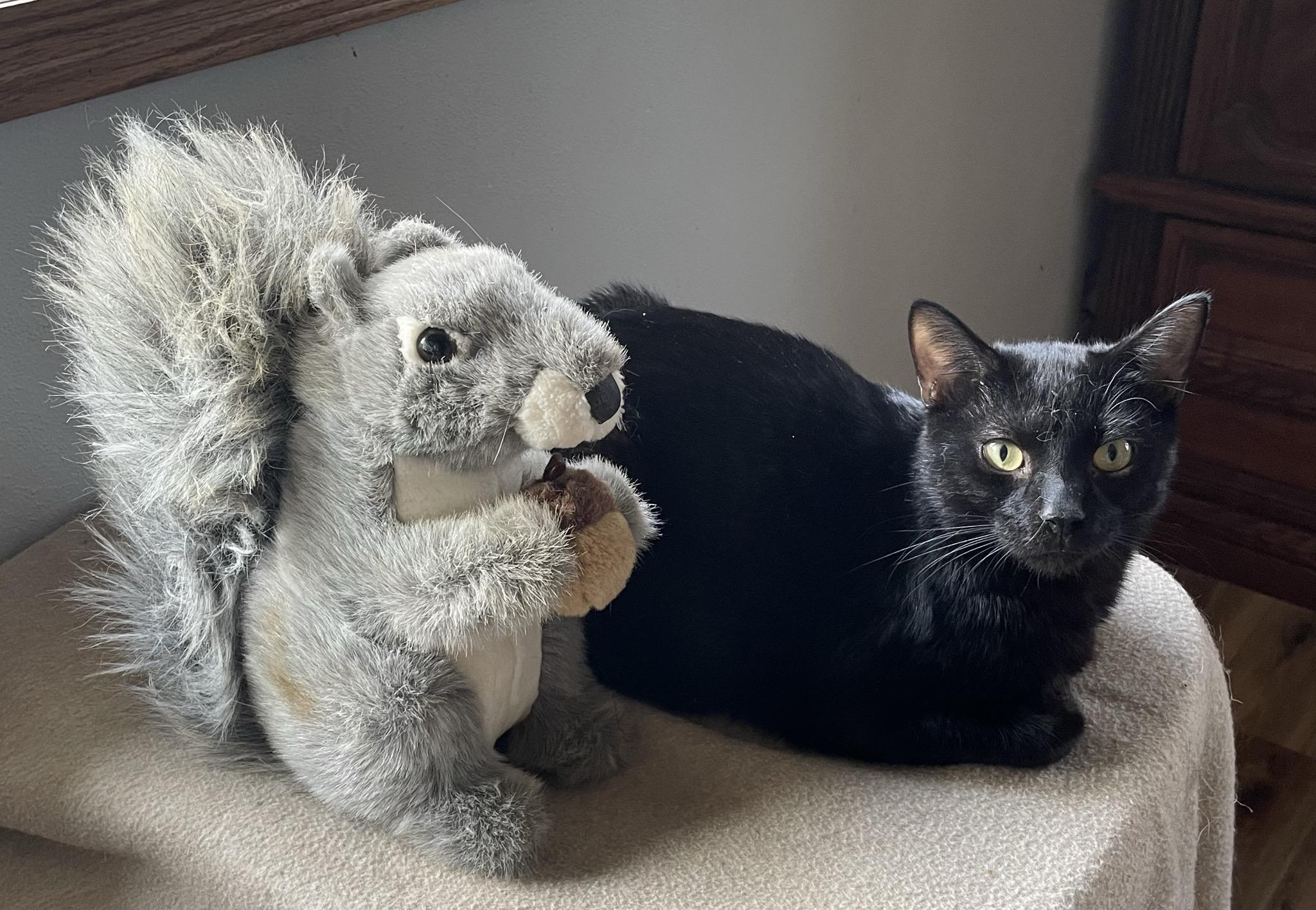 Enlarge Midnight, a ADOPTABLE Domestic Short Hair in Menasha, WI image 4/4