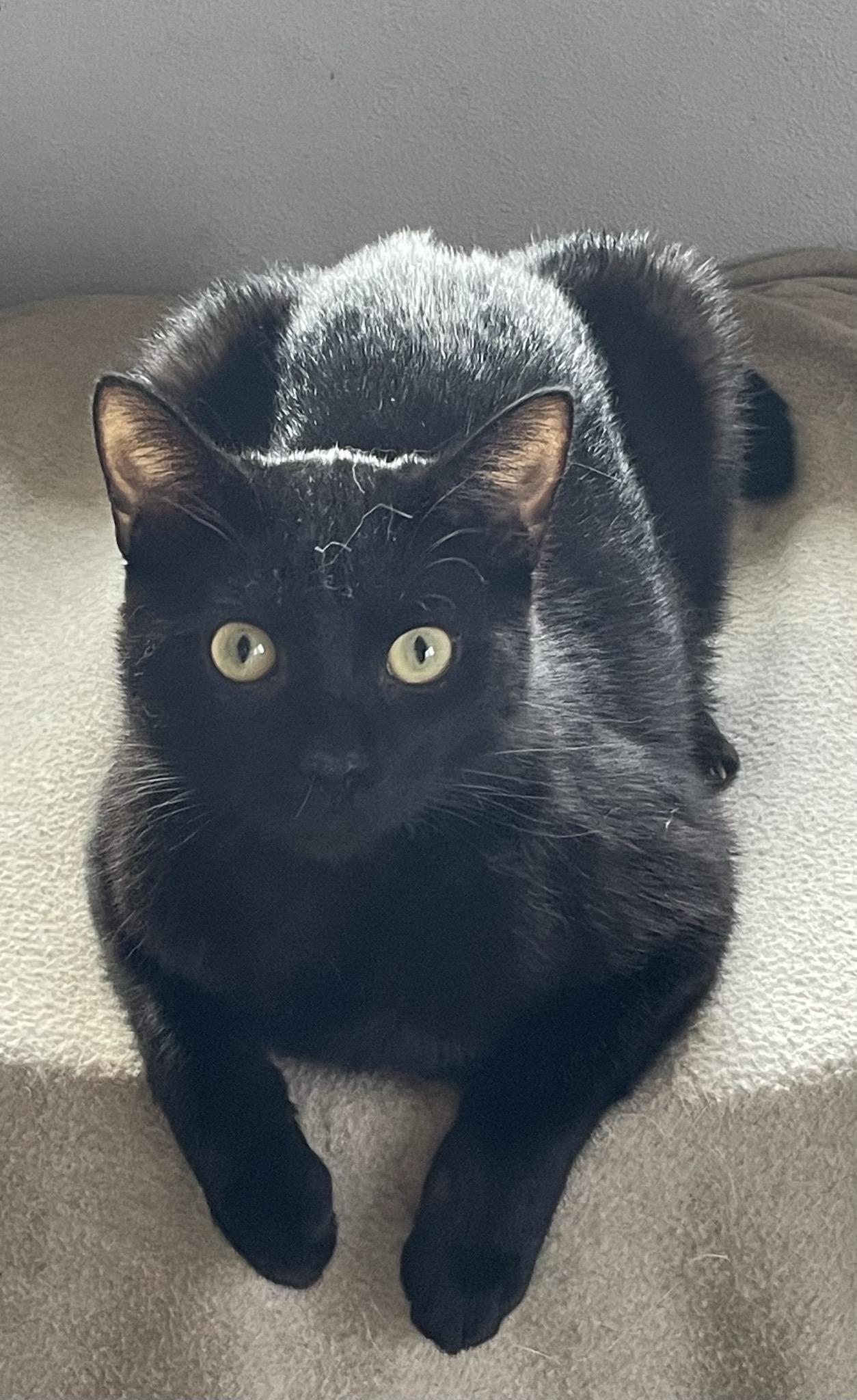 Enlarge Midnight, a ADOPTABLE Domestic Short Hair in Menasha, WI image 2/4