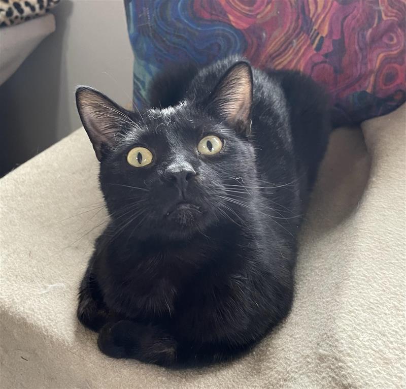 Midnight, ADOPTABLE, Kitten Male Domestic Short Hair.