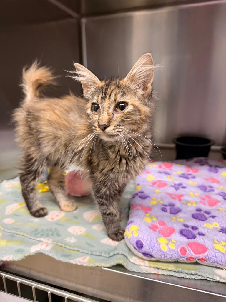 Enlarge Phoenix, a Adoptable mixed breed in Camden, TN image 1/1