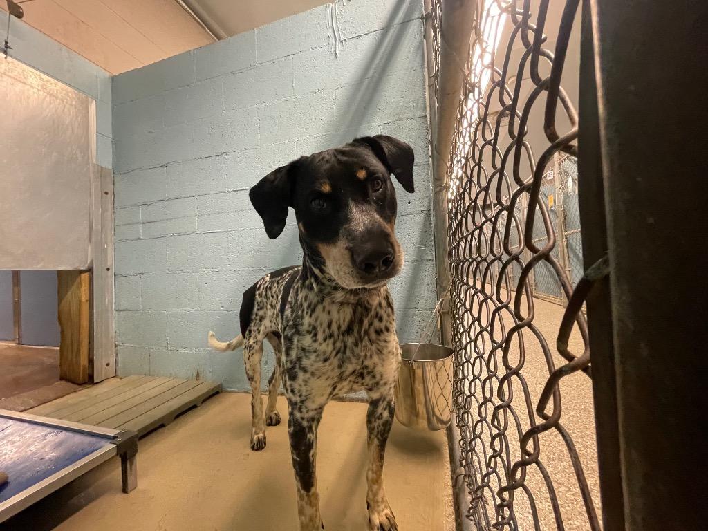 Preston, Adoptable, Adult Male Pointer & Mixed Breed.