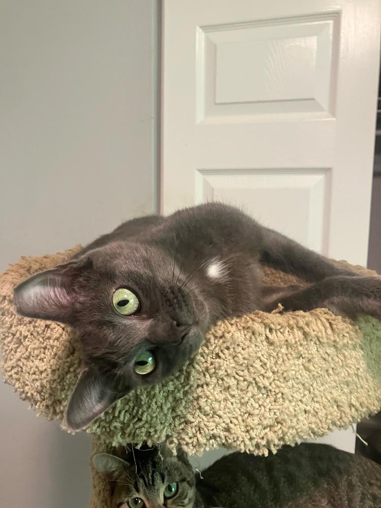 Enlarge Aveline, a Adoptable Domestic Short Hair in Orlando, FL image 1/6