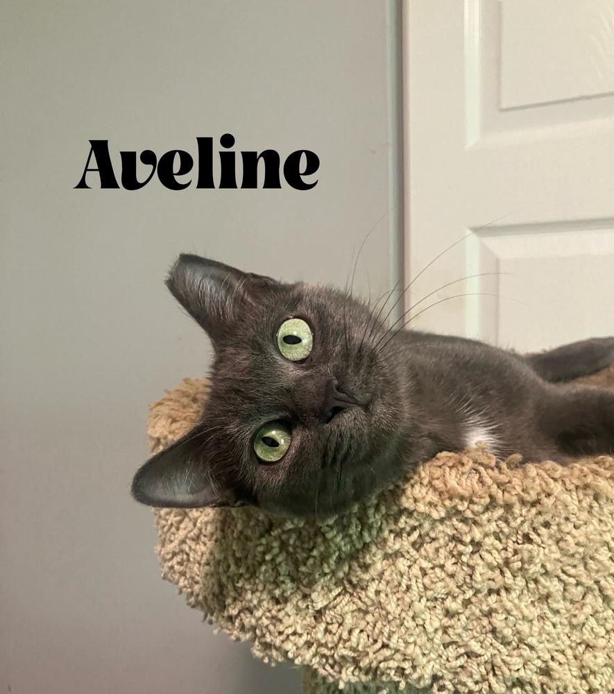 Enlarge Aveline, a Adoptable Domestic Short Hair in Orlando, FL image 2/6