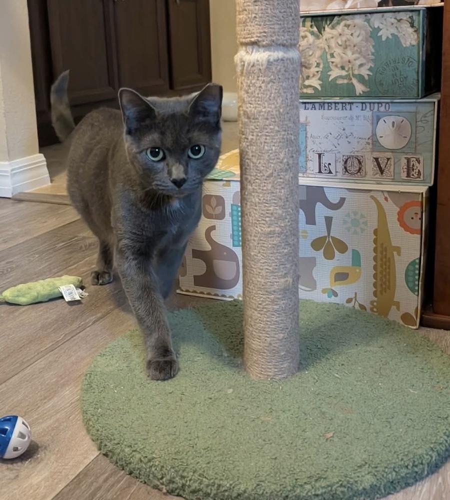 Enlarge Aveline, a Adoptable Domestic Short Hair in Orlando, FL image 3/6