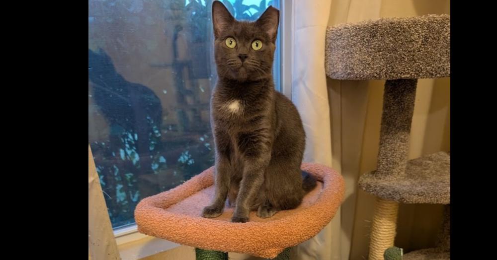 Enlarge Aveline, a Adoptable Domestic Short Hair in Orlando, FL image 4/6