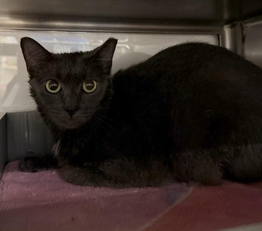 Enlarge Aveline, a Adoptable Domestic Short Hair in Orlando, FL image 5/6