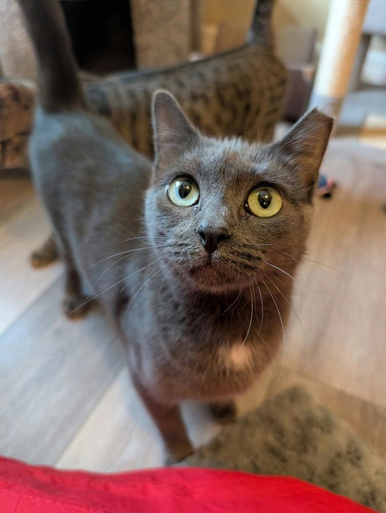 Enlarge Aveline, a Adoptable Domestic Short Hair in Orlando, FL image 6/6