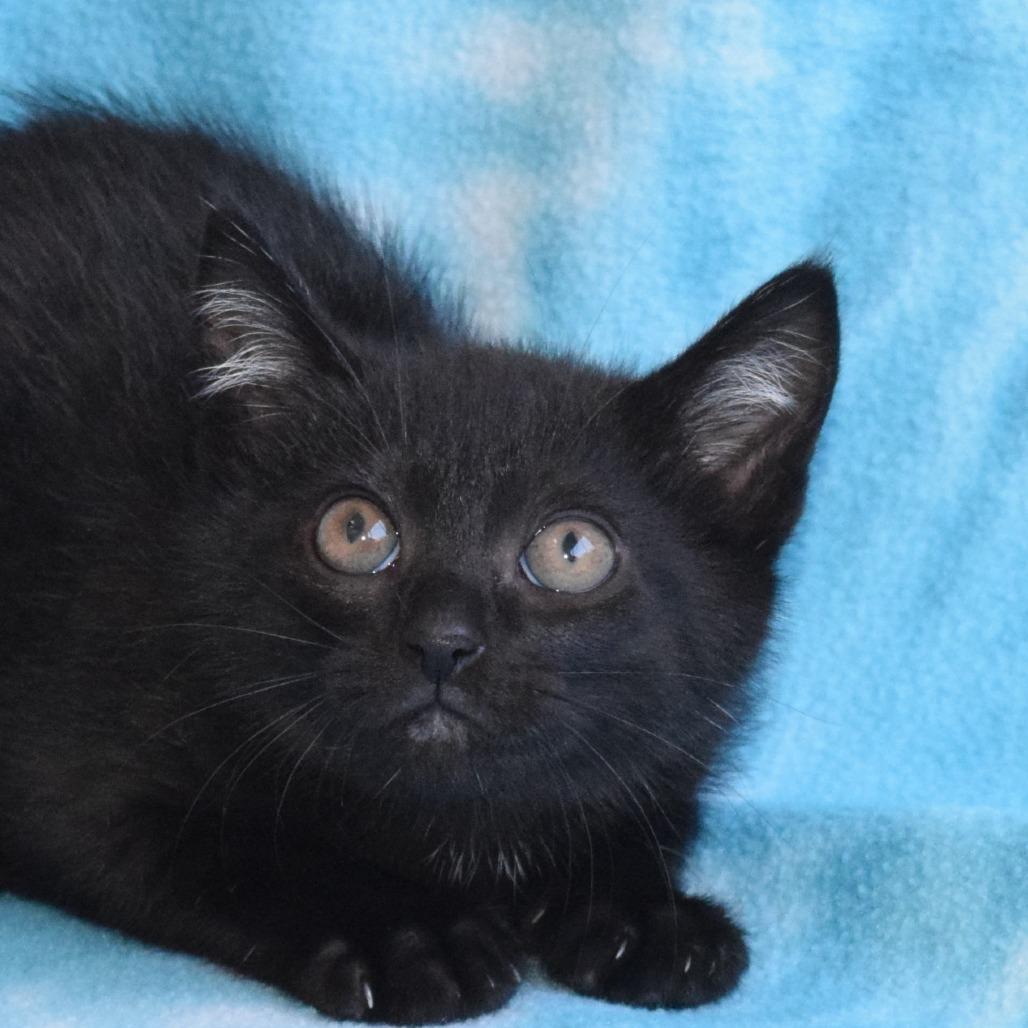 Enlarge Obsidian, a Adoptable Domestic Short Hair in Eureka, CA image 1/3