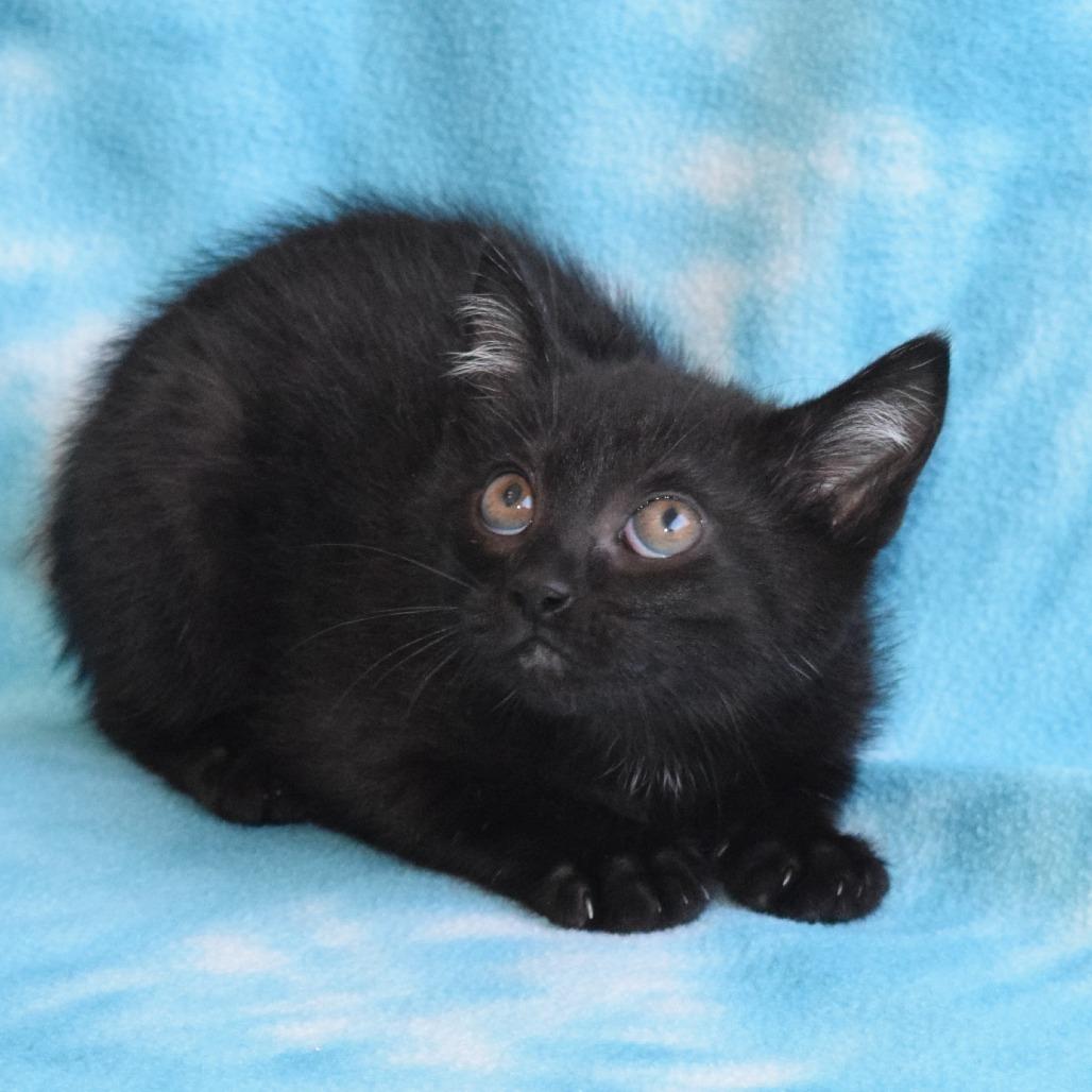 Enlarge Obsidian, a Adoptable Domestic Short Hair in Eureka, CA image 2/3