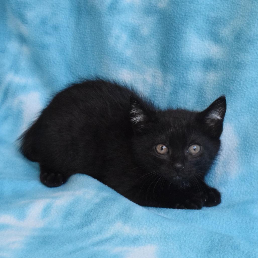 Enlarge Obsidian, a Adoptable Domestic Short Hair in Eureka, CA image 3/3