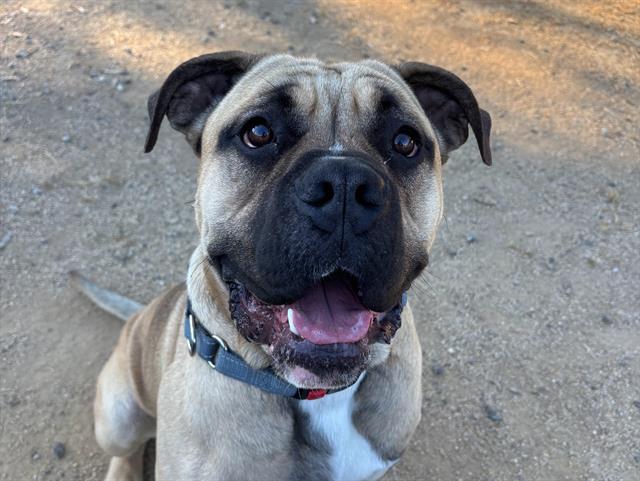 CHUNK, Adoptable, Young Male Mastiff.