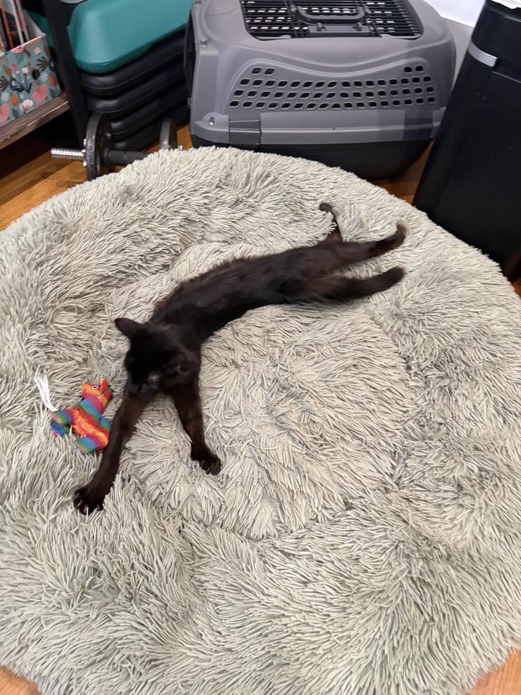 Princess Midnight, Adoptable, Kitten Female Domestic Medium Hair.