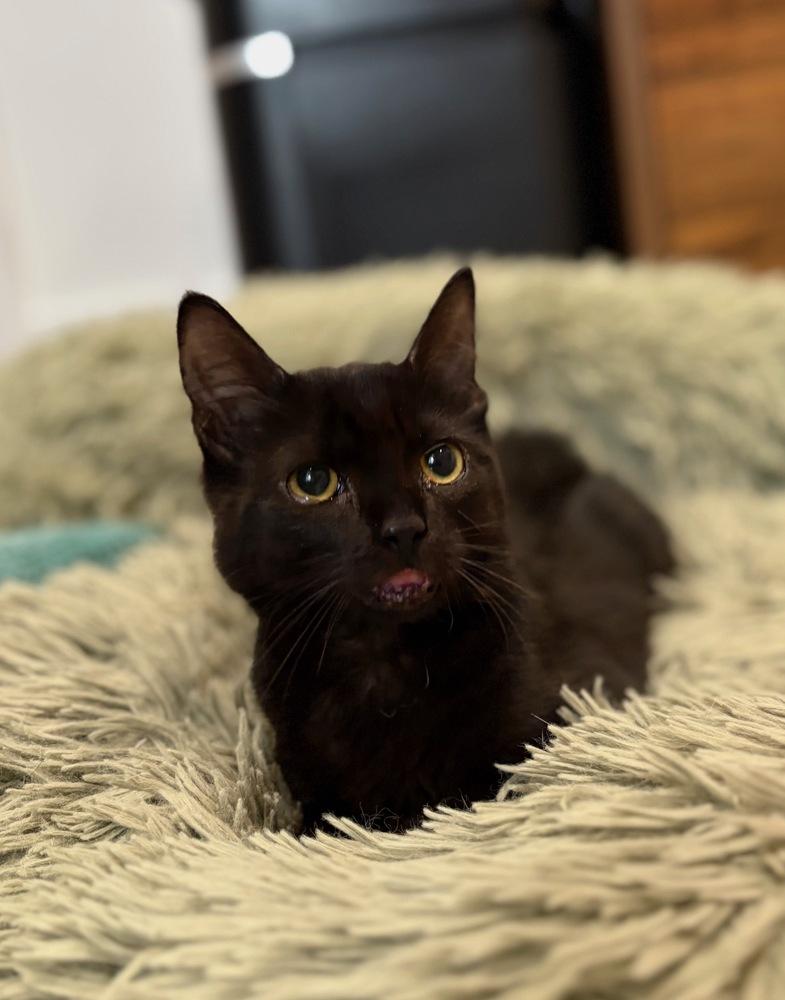 Princess Midnight, a Adoptable mixed breed in New York, NY image 1/5