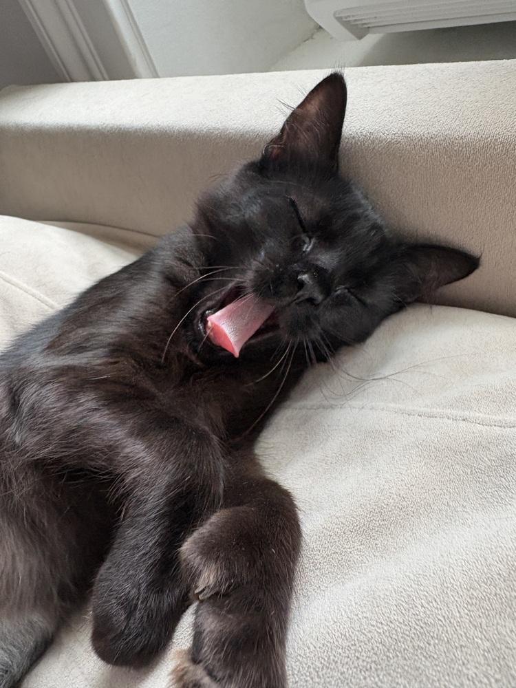 Princess Midnight, a Adoptable mixed breed in New York, NY image 3/6