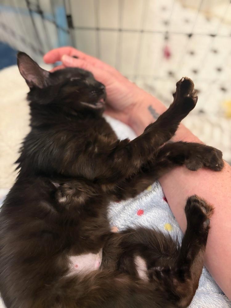 Princess Midnight, a Adoptable mixed breed in New York, NY image 2/5