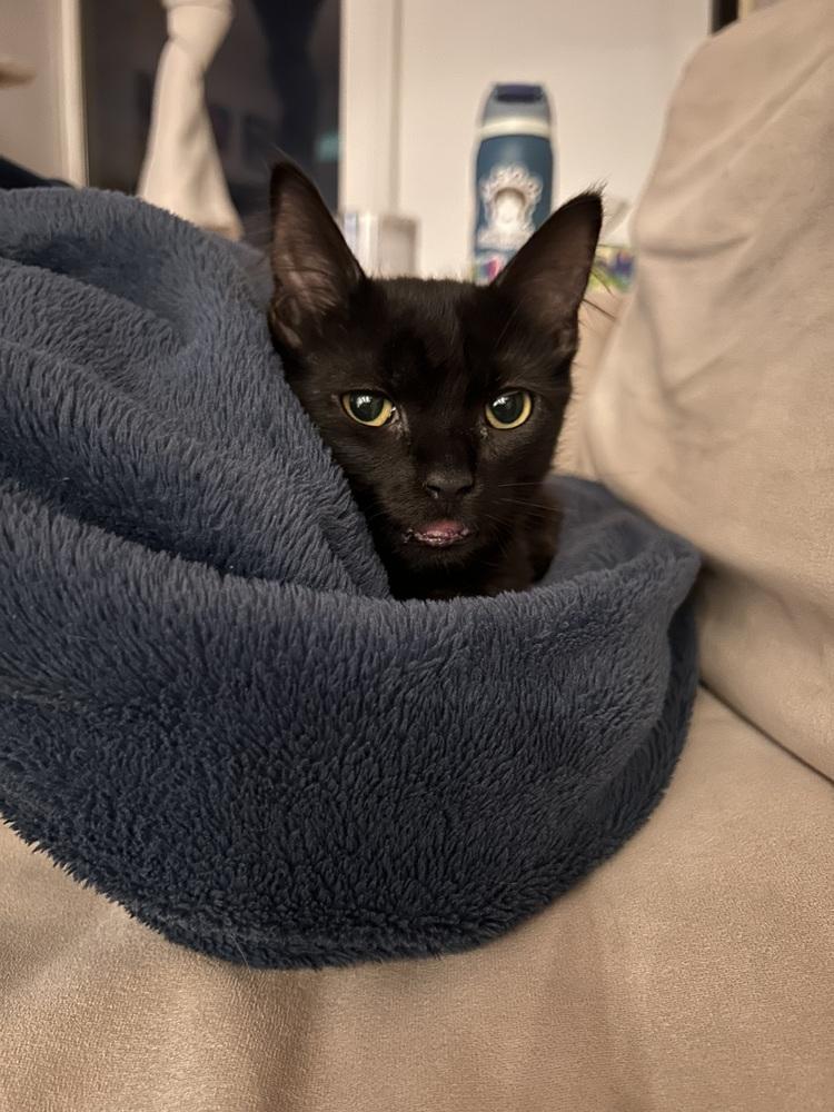 Princess Midnight, a Adoptable mixed breed in New York, NY image 3/5