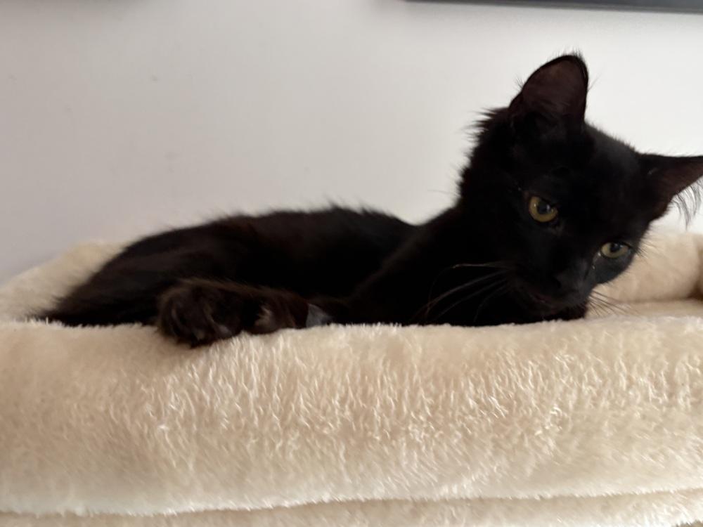 Princess Midnight, a Adoptable mixed breed in New York, NY image 4/5