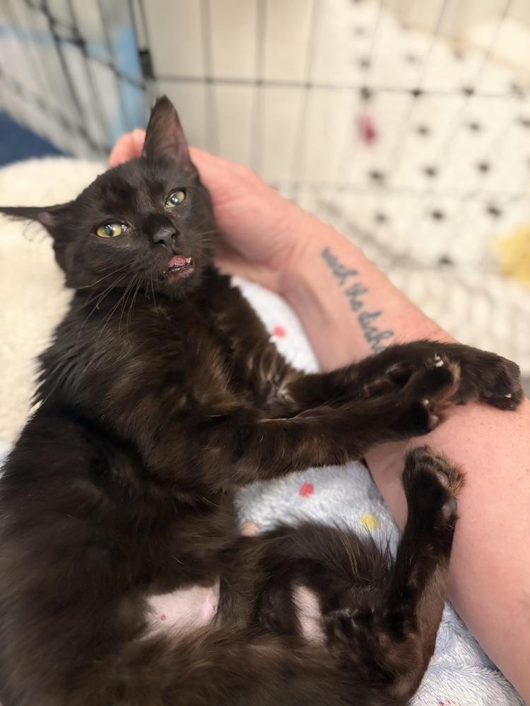 Princess Midnight, Adoptable, Kitten Female Domestic Medium Hair.