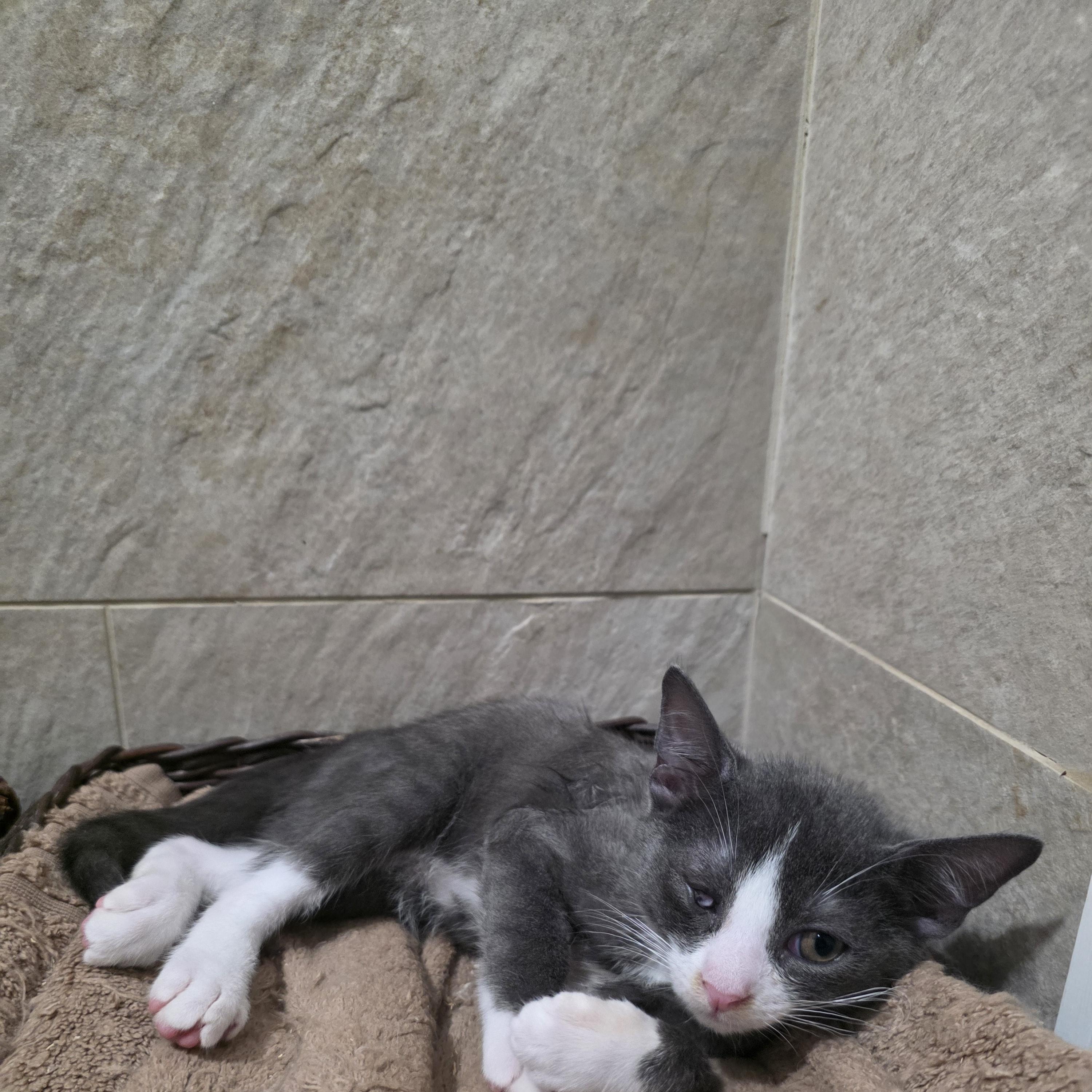 Levi, Adoptable, Kitten Male Domestic Short Hair.